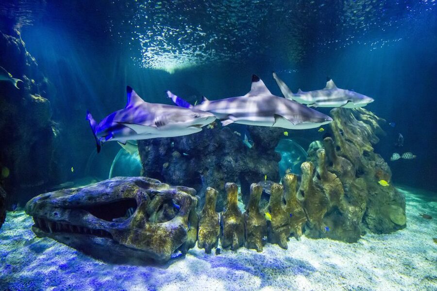Benalmádena: Sea Life Benalmádena Premium Entry Ticket - Start with the touch pools
