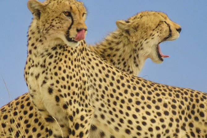 Big Five Luxury 7 Days Safari Tour in Arusha - Why this safari route works so well