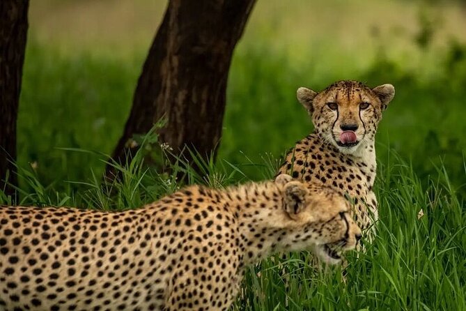 Big Five Luxury 7 Days Safari Tour in Arusha - Day 3: Olduvai Gorge and the long road to Serengeti