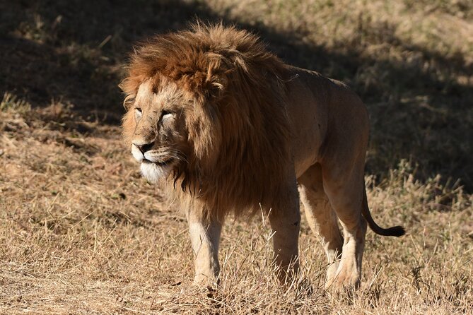 Big Five Luxury 7 Days Safari Tour in Arusha - Day 4: A full Serengeti game-drive day