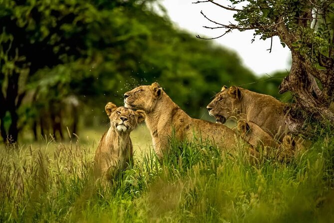 Big Five Luxury 7 Days Safari Tour in Arusha - Day 5: Ngorongoro Crater and the best rhino chance