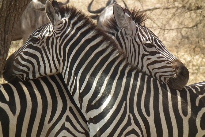 Big Five Luxury 7 Days Safari Tour in Arusha - Day 6: Lake Manyara as the final park