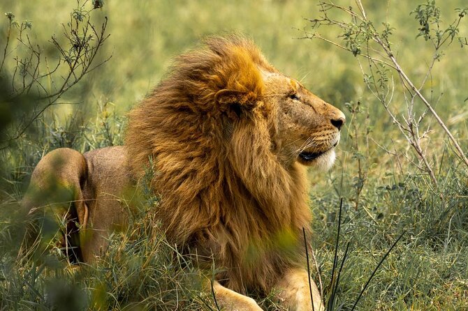 Big Five Luxury Safari in Tanzania - Five parks and one long northern Tanzania circuit