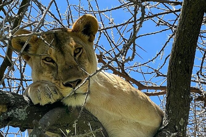 Big Five Luxury Safari in Tanzania - Day 4: A full Serengeti game-drive day