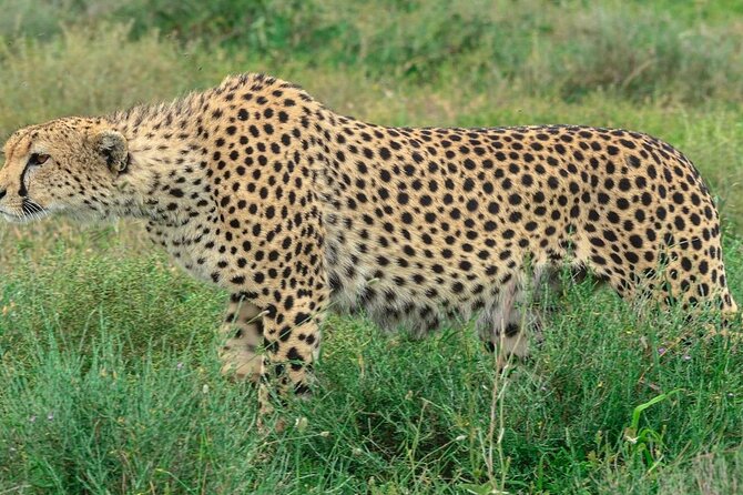 Big Five Luxury Safari in Tanzania - Day 5: Ngorongoro Crater packs wildlife into one view