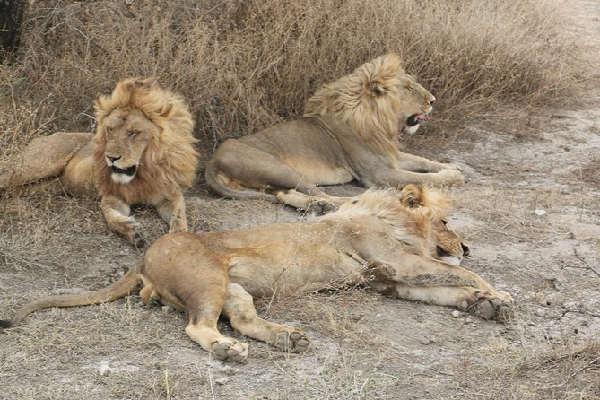 Big Five Luxury Safari in Tanzania - Day 6: Lake Manyara in the late afternoon