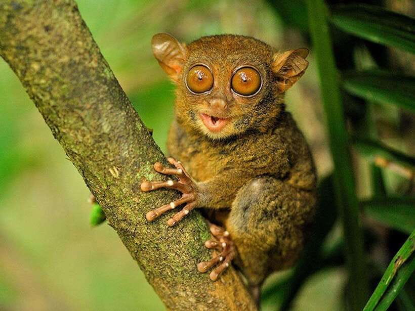 Bohol: Premium Chocolate Hills, Tarsiers & River Experience - Comfortable transport and a well-managed day