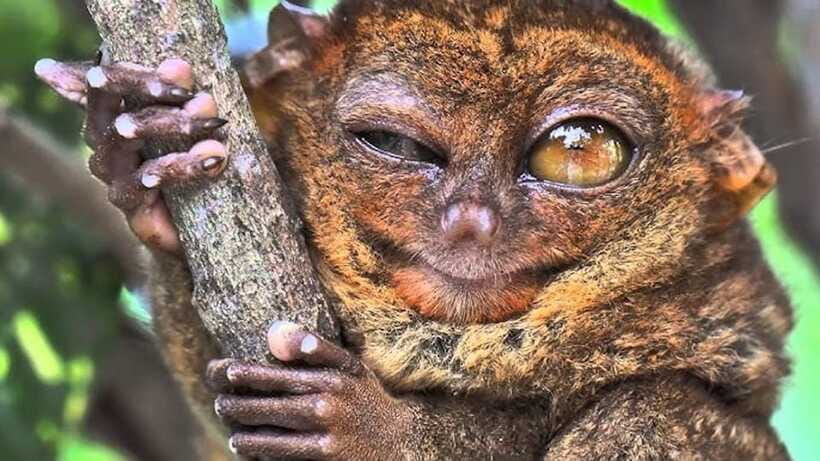 Bohol: Premium Chocolate Hills, Tarsiers & River Experience - What the $43 price really covers