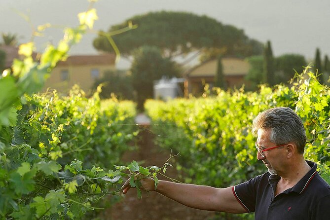 Bolgheri: Premium Wine Tasting with Winery Tour - Timing, meeting point, and planning your visit