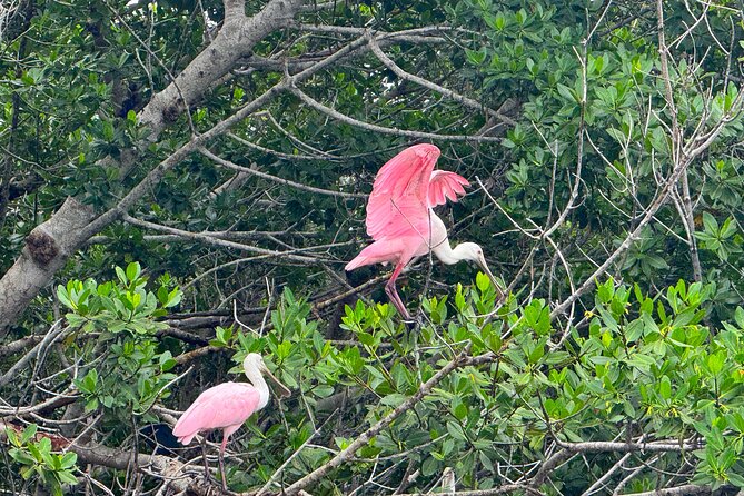 Bonita Springs Eco Kayak Tour – Best Gear, Premium&Clear Kayaks - Dolphins, manatees, and the wildlife question