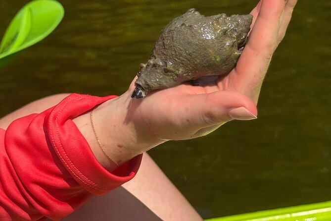 Bonita Springs Eco Kayak Tour – Best Gear, Premium&Clear Kayaks - Why the two-hour length works