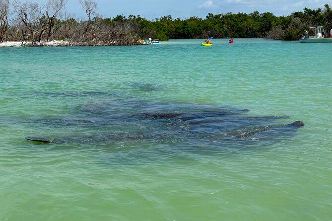 Bonita Springs Eco Kayak Tour – Best Gear, Premium&Clear Kayaks - Price, group size, and overall value