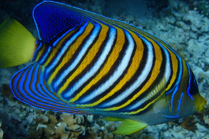 Bora Bora: Luxury Private Half Day Snorkeling Tour - Why this private Bora Bora outing works