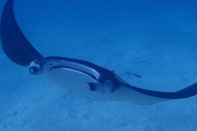 Bora Bora: Luxury Private Half Day Snorkeling Tour - What the guides add to the outing