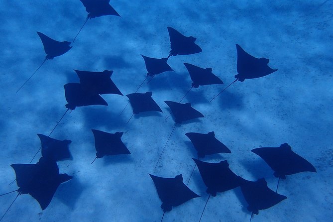 Bora Bora: Luxury Private Half Day Snorkeling Tour - Resort pickup keeps the day simple