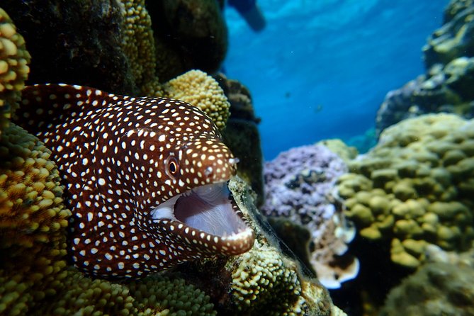 Bora Bora: Luxury Private Half Day Snorkeling Tour - Booking value and timing