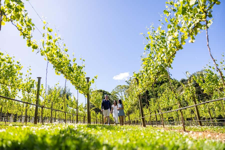 Brisbane: Boutique Winery Tour with Gourmet Lunch - The first boutique winery, about 45 minutes