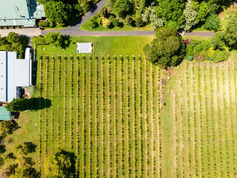 Brisbane: Boutique Winery Tour with Gourmet Lunch - Tamborine Mountain Distillery and the spirits tasting