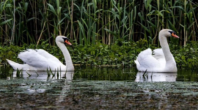 Bucharest: Day Trip to Danube Delta Small Group Premium Tour - Key points at a glance