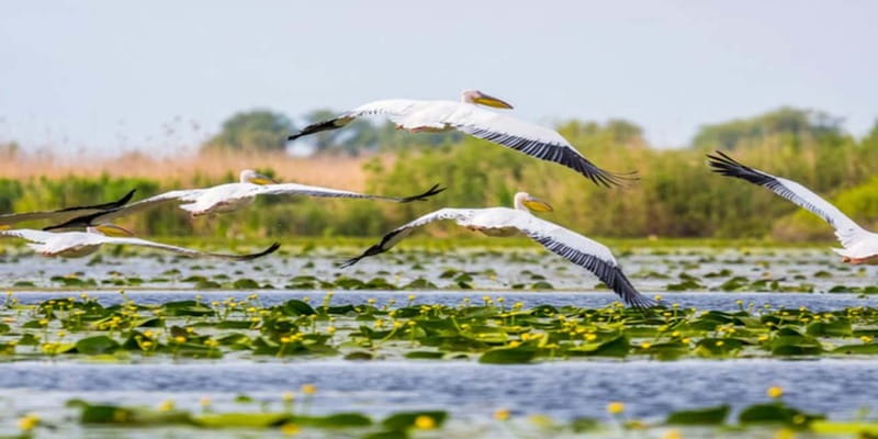 Bucharest: Day Trip to Danube Delta Small Group Premium Tour - Three and a half hours by speedboat