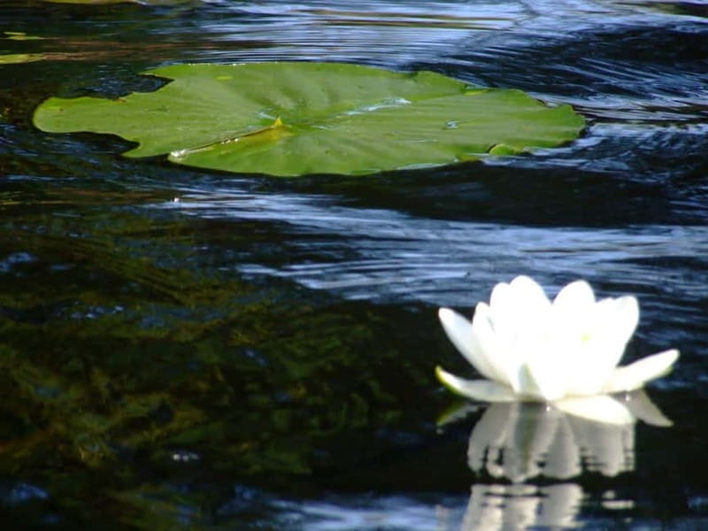 Bucharest: Day Trip to Danube Delta Small Group Premium Tour - Tulcea, the delta’s practical gateway