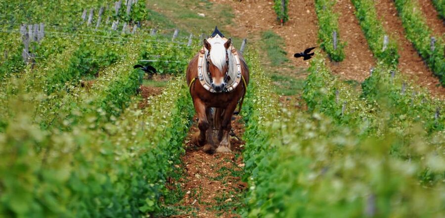 Burgundy Vineyards: Luxury Private Tours - The Côte de Beaune, from Meursault to Corton