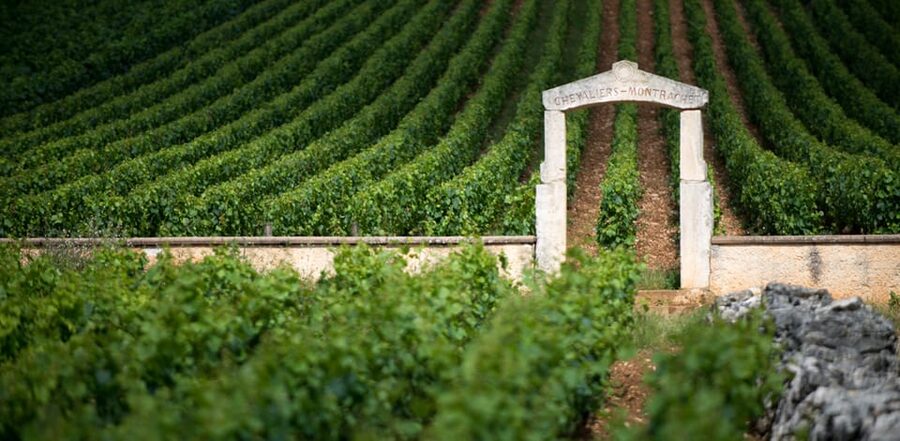 Burgundy Vineyards: Luxury Private Tours - A vineyard walk and the final boutique winery