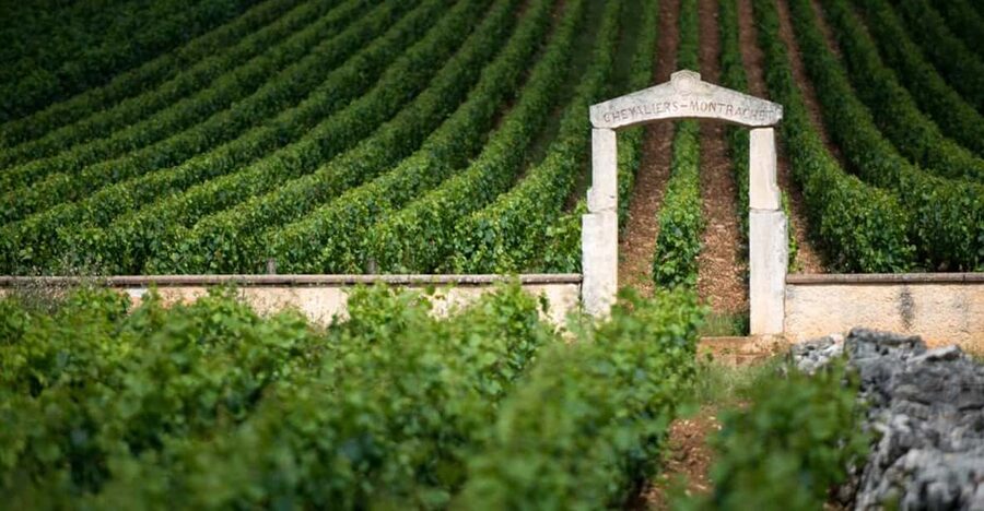 Burgundy Vineyards: Luxury Private Tours - From Beaune or Dijon at 10:00 am