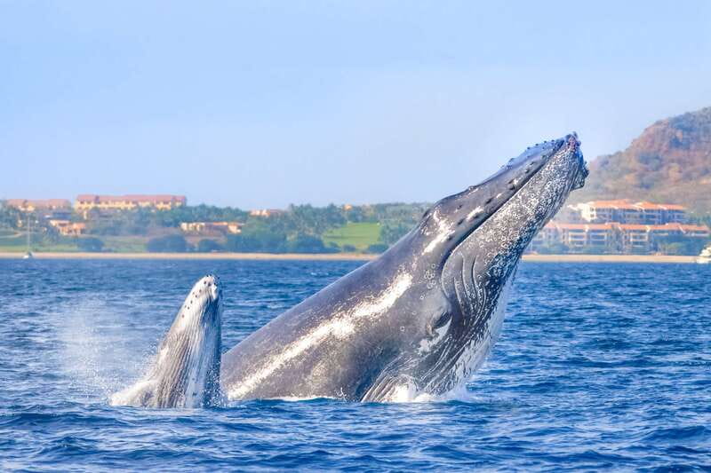 Cabo San Lucas: Luxury Catamaran Whale Watching Experience - Why This Cabo Whale Trip Feels Different