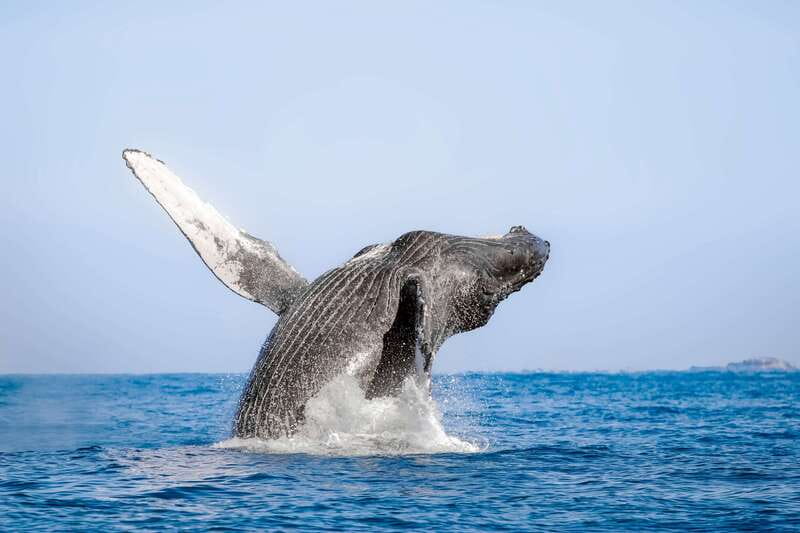 Cabo San Lucas: Luxury Catamaran Whale Watching Experience - Cruising Past the Arch and Into Whale Country