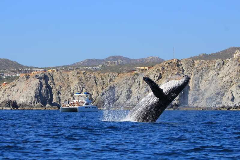 Cabo San Lucas: Luxury Catamaran Whale Watching Experience - Watching Humpbacks Without Rushing Them
