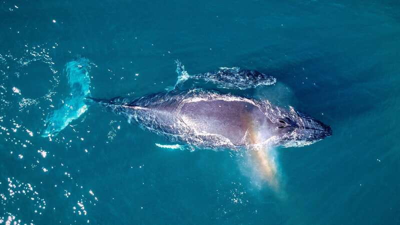 Cabo San Lucas: Luxury Catamaran Whale Watching Experience - Dolphins, Manta Rays, and Turtles Along the Way