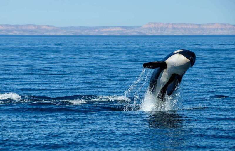 Cabo San Lucas: Luxury Catamaran Whale Watching Experience - How the 2.5 Hours Usually Feel