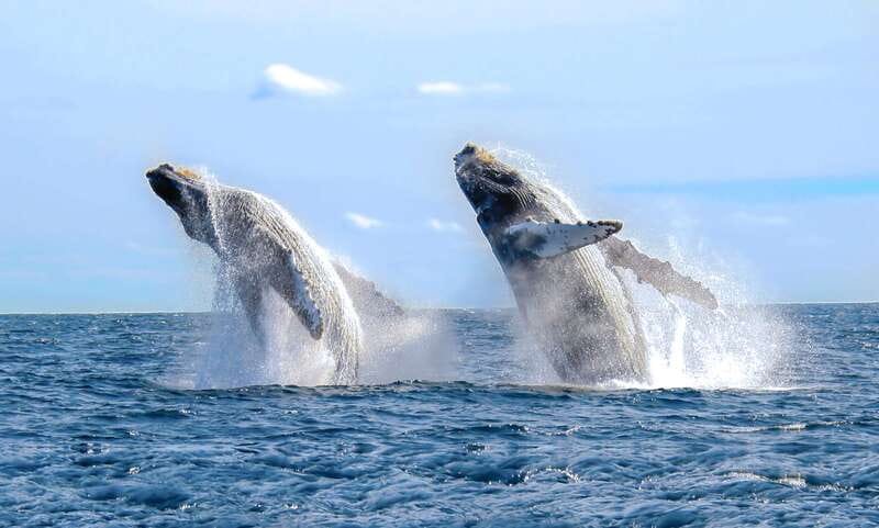 Cabo San Lucas: Luxury Catamaran Whale Watching Experience - Meeting the Catamaran at Cabo Adventures