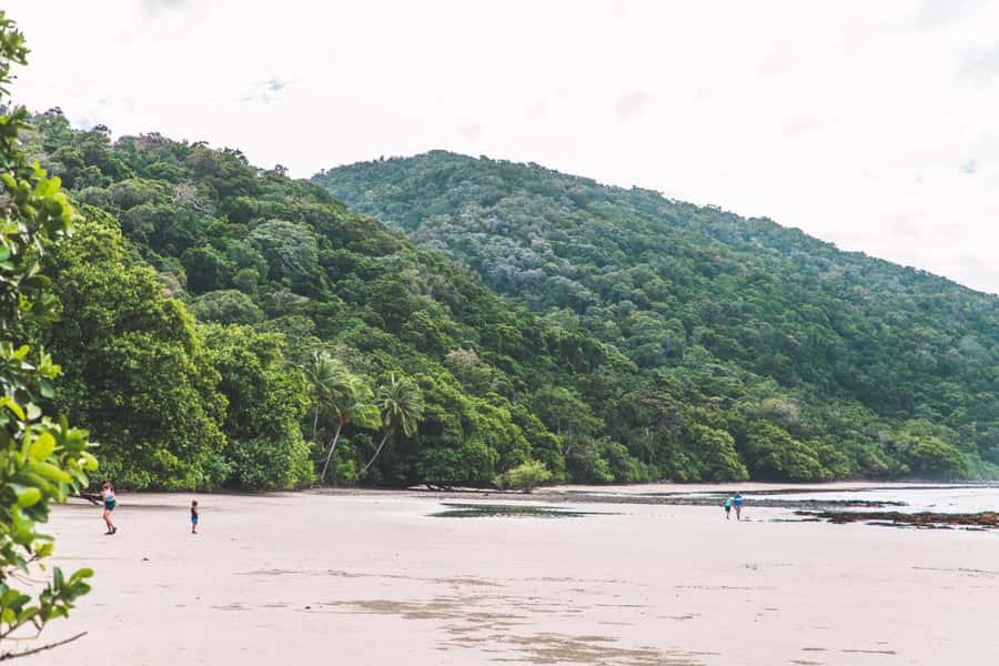 Cairns: Cape Tribulation & Daintree Rainforest Premium Tour - Key points to know before booking