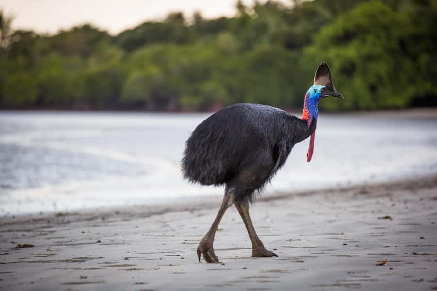 Cairns: Cape Tribulation & Daintree Rainforest Premium Tour - The coastal road to Port Douglas