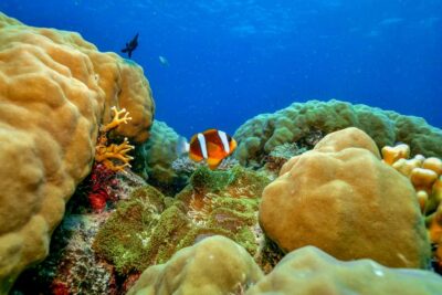 Cairns: Great Barrier Reef Premium Diving Full Day Tour