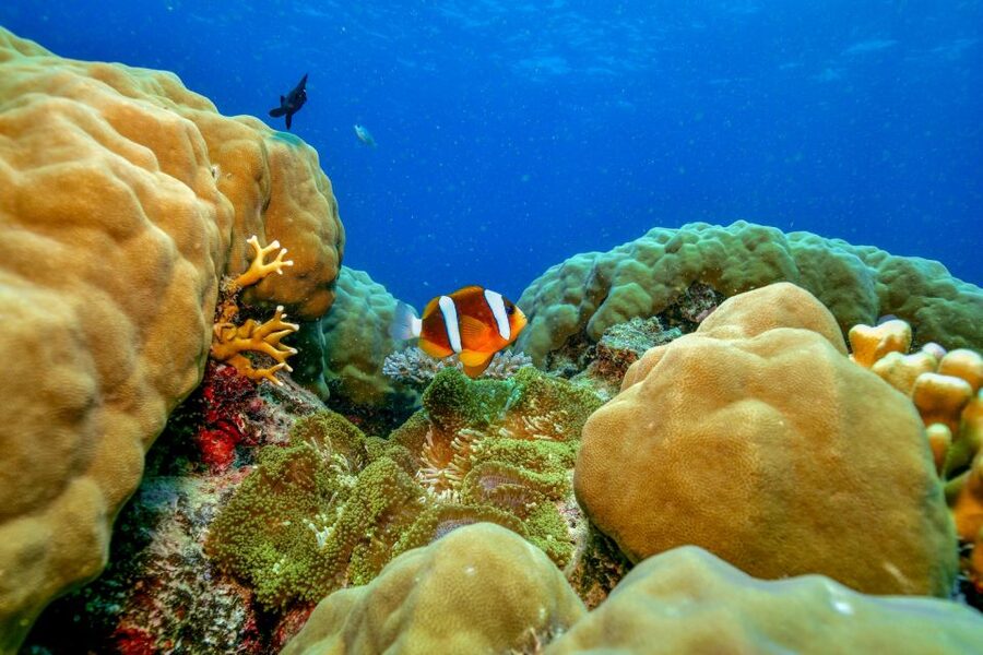Cairns: Great Barrier Reef Premium Diving Full Day Tour - Second reef site: save energy for more marine life