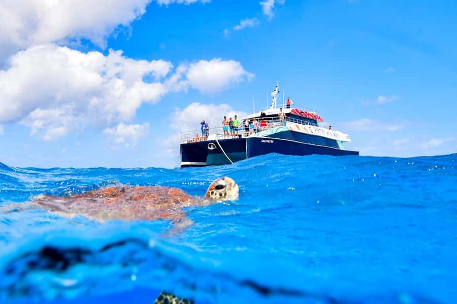 Cairns: Great Barrier Reef Premium Diving Full Day Tour - Snorkeling or an introductory scuba session