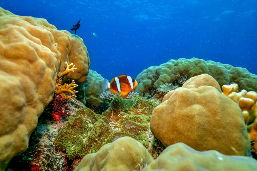 Cairns: Great Barrier Reef Premium Diving Full Day Tour - The welcome from local culture