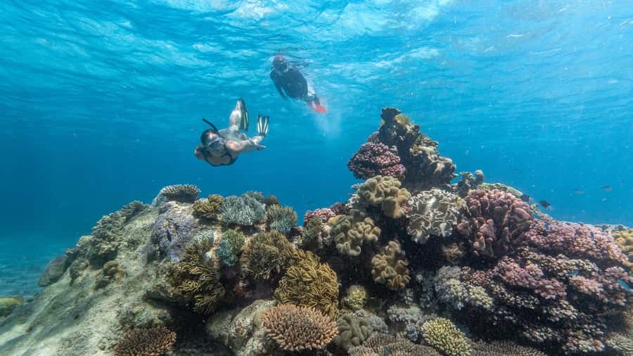 Cairns: Premium Snorkelling and Diving Reef Day Trip - Key points to know before booking