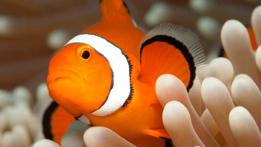 Cairns: Premium Snorkelling and Diving Reef Day Trip - Snorkeling, scuba, and comfort in the water
