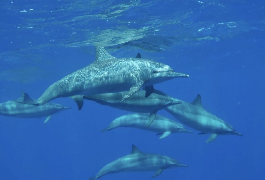 Cairo: Luxury Snorkeling Cruise & lunch with optional pickup - Who will enjoy this Red Sea outing?