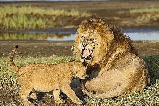 Camping to Serengeti & Ngorongoro Premium Parks - Day Three: Wildlife Inside Ngorongoro Crater