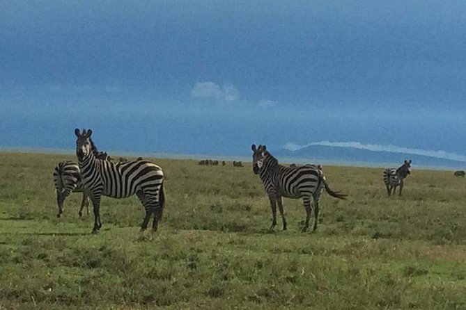 Camping to Serengeti & Ngorongoro Premium Parks - Guides, Vehicles, and Wildlife Finding