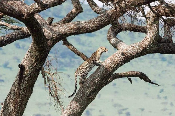 Camping to Serengeti & Ngorongoro Premium Parks - Who Should Book This Safari?