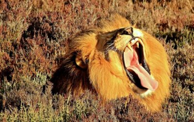 Cape Town: 2-Day Wildlife Tour with Safaris and Luxury Stay
