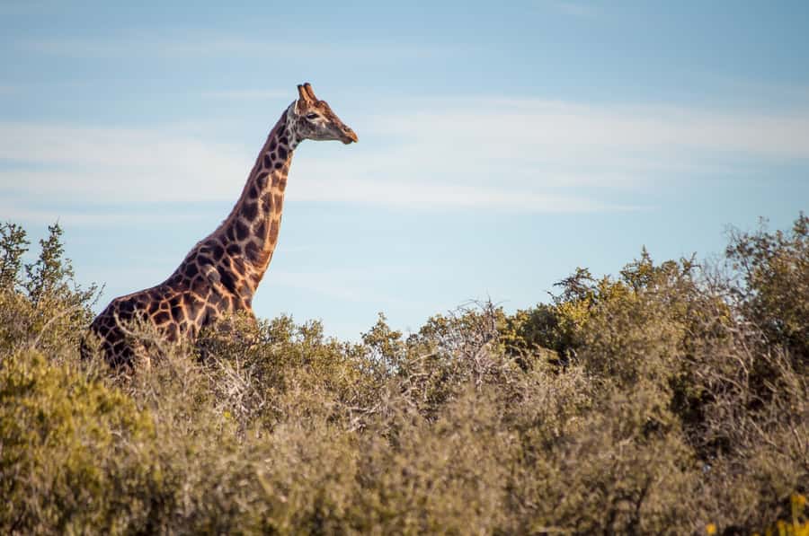 Cape Town: 2-Day Wildlife Tour with Safaris and Luxury Stay - Optional elephant observation near Cango Valley
