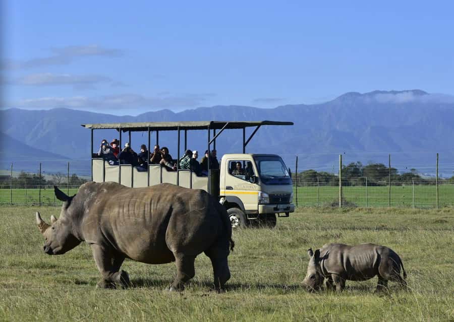 Cape Town: 2-Day Wildlife Tour with Safaris and Luxury Stay - Guides, vehicles, and group comfort