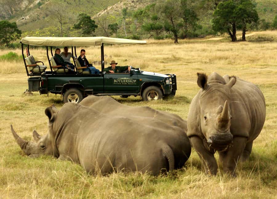 Cape Town: 2-Day Wildlife Tour with Safaris and Luxury Stay - What the $534 price buys you